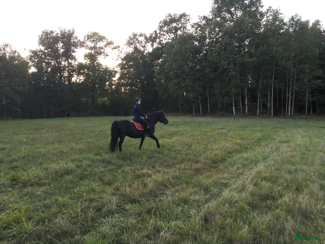  medryttarhäst sökes: Medryttarhäst sökes 1 gång/v eller vid behov i Gothenburg - Annons 3