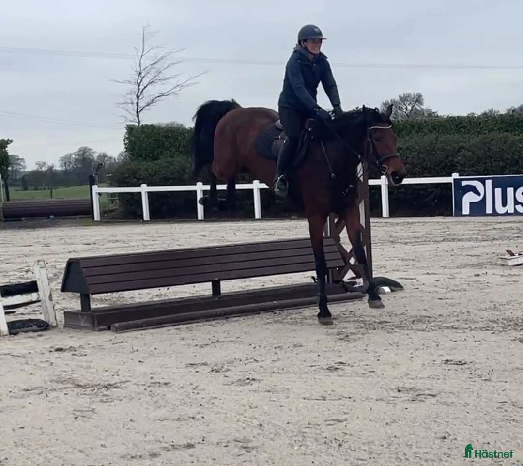 Allround hästar till salu: 9yr old Irish Sport Horse all rounder - Annons 4