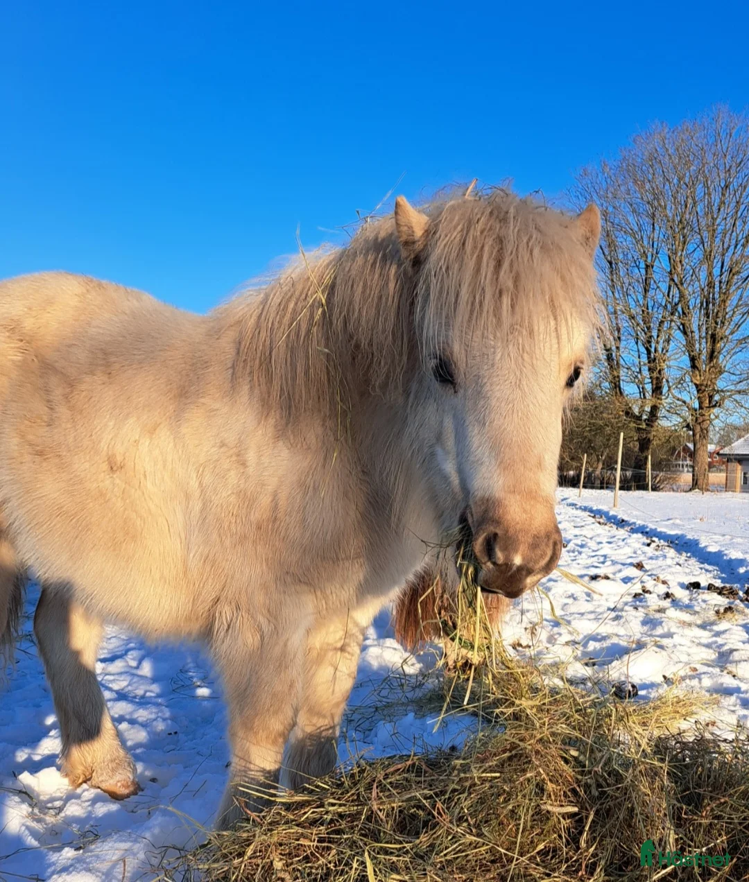 Trav hästar till salu: Välstammad 1 åring🌟 - Annons 2