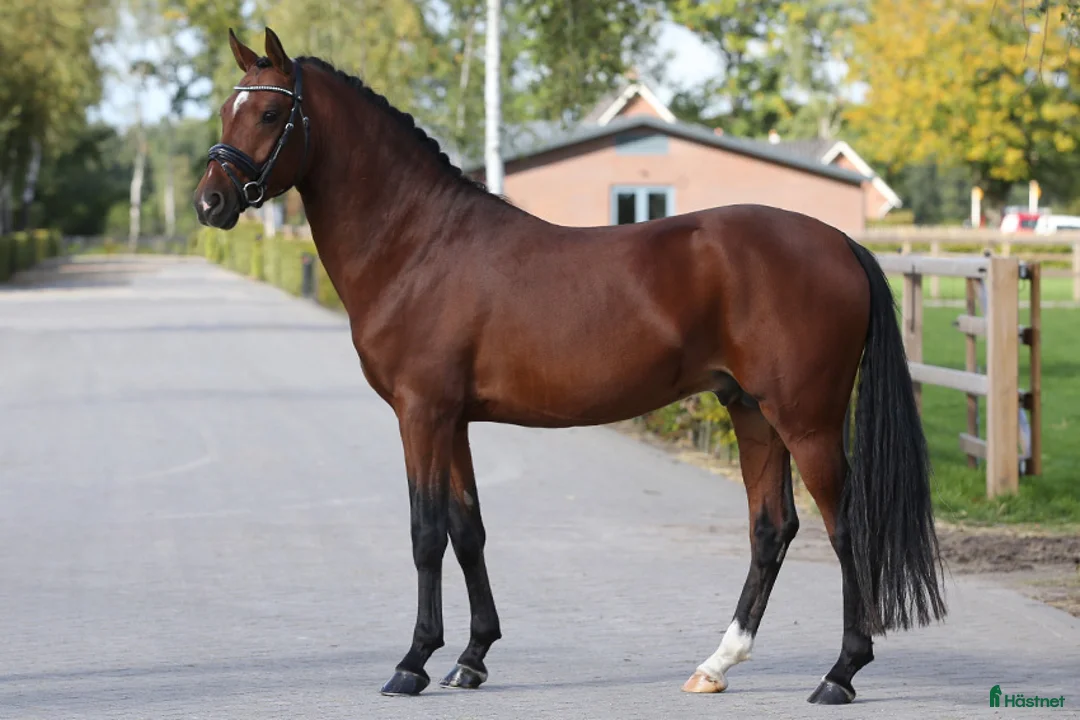 Dressyr hästar till salu: FEI mätt Dressyr Valack för hög nationell nivå. - Annons 2