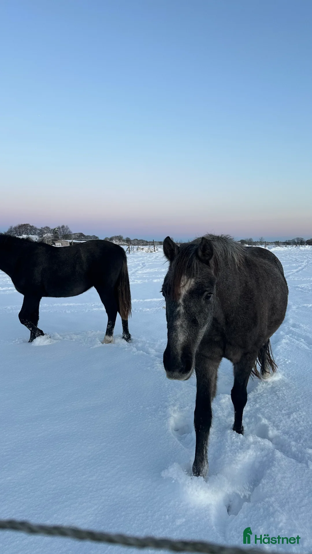 Hoppning hästar till salu: Framtida tävlingsponny🤩 i Kågeröd - Annons 3