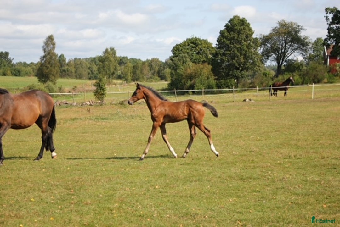 Hoppning hästar till salu: Morgondagens ⭐️ i Ljungby - Annons 2
