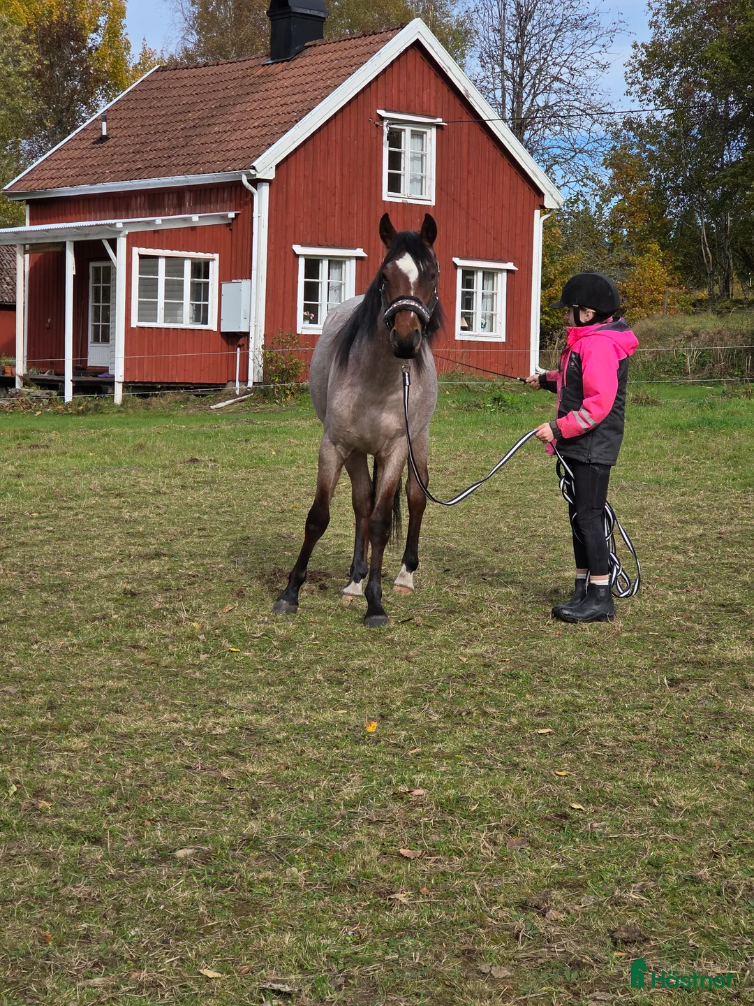 Allround hästar till salu: Welsh partbred - Annons 2