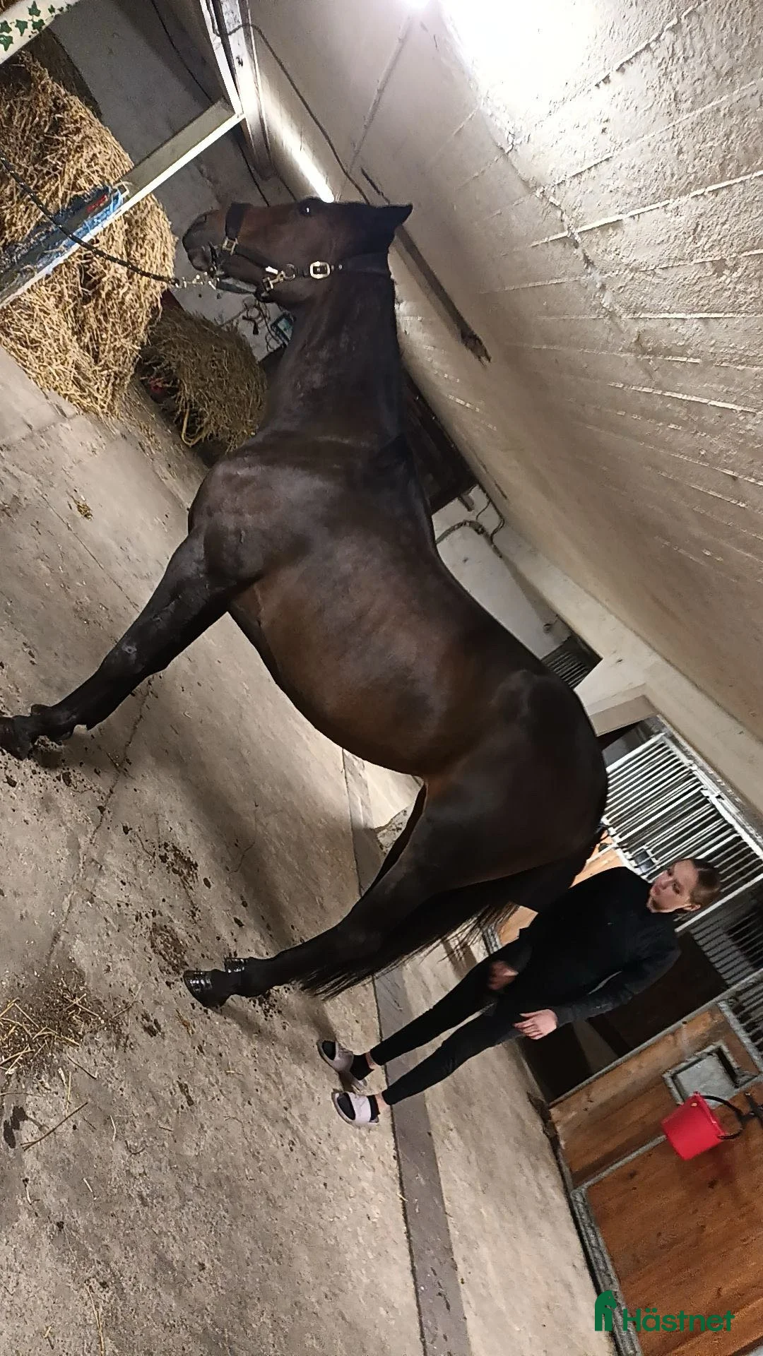 Trav hästar till salu: Nikki  i Jukkasjärvi - Annons 2