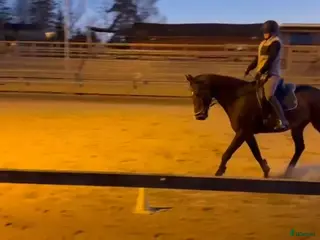 medryttarhäst sökes: Letar medryttare/skötare häst💕 - Annons 1