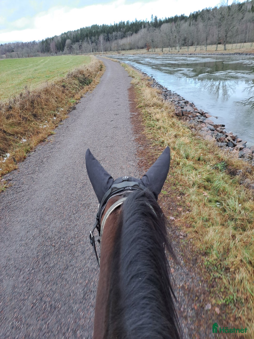 Allround hästar till salu: Stabil o trygg promenadhäst i Östra Ryd - Annons 2