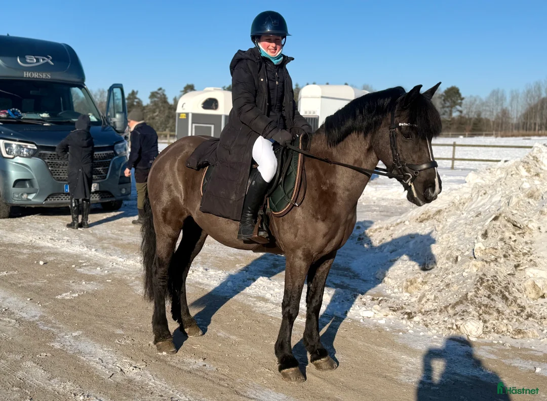 Allround hästar till salu: Superfint sto i Horred - Annons 3