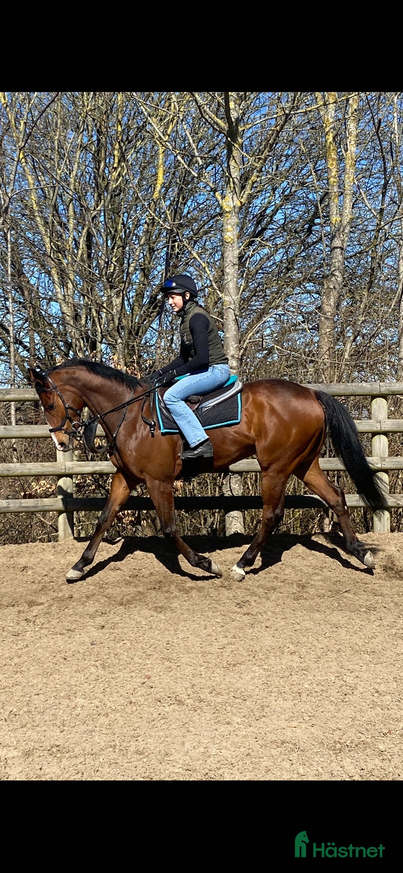  hästar Happy - Annons 3