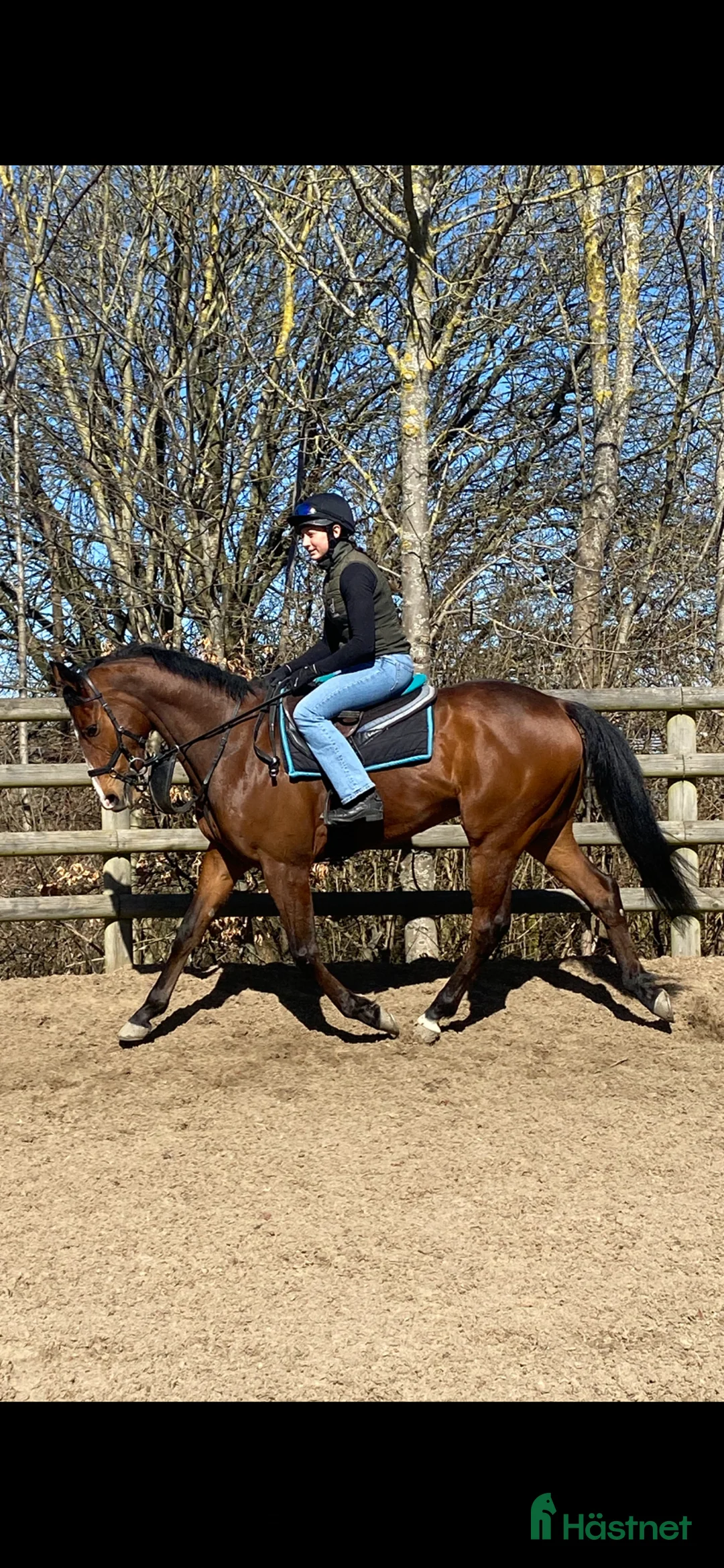 Allround hästar till salu: Happy - Annons 1