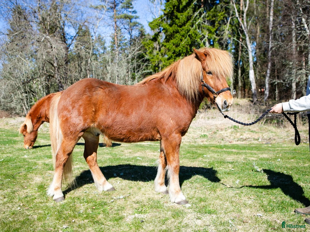 Island hästar till salu: Oslipad diamant säljes i Sandhem - Annons 3