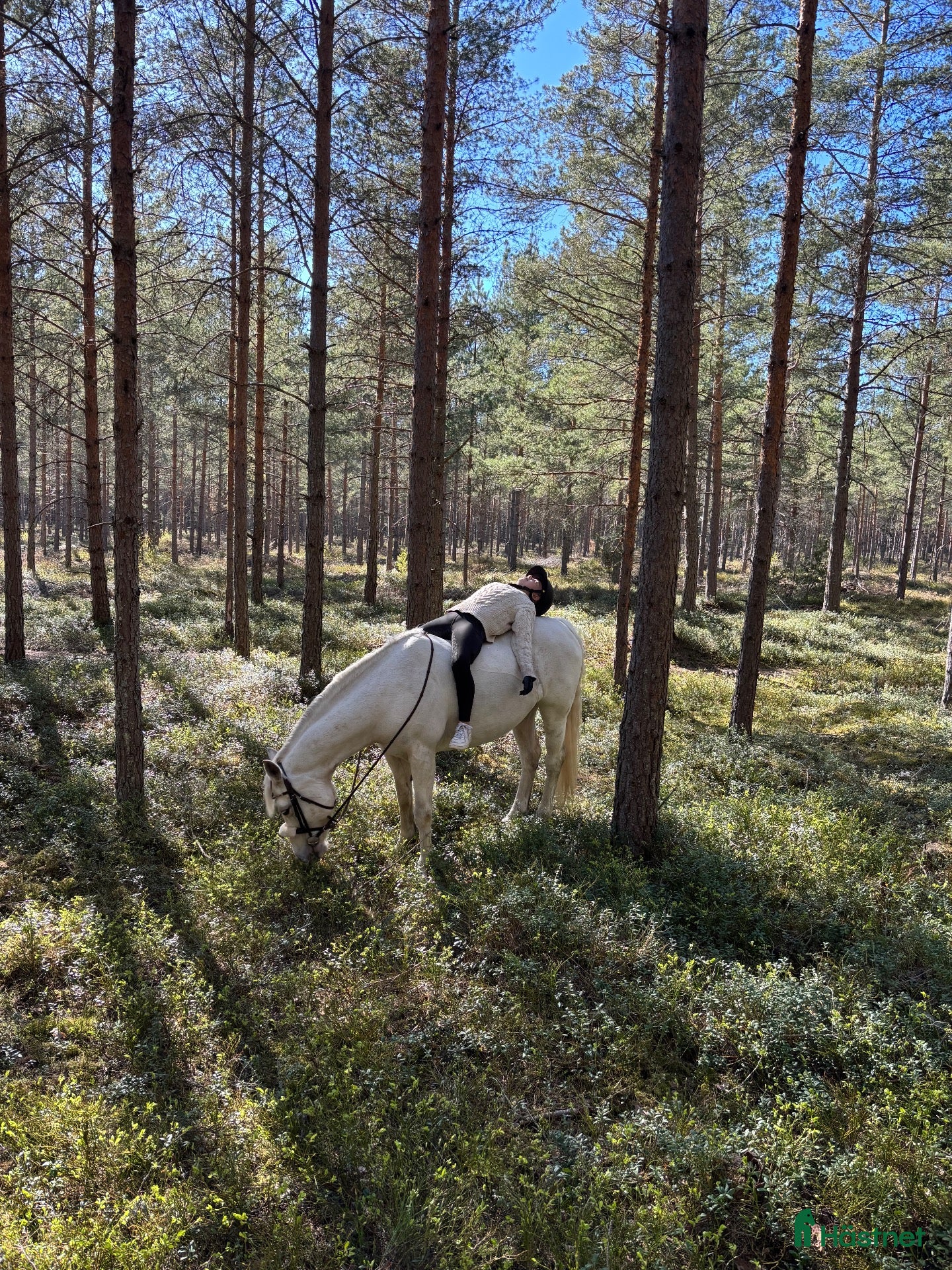 Allround hästar sökes: C ponny sökes  - Annons 1