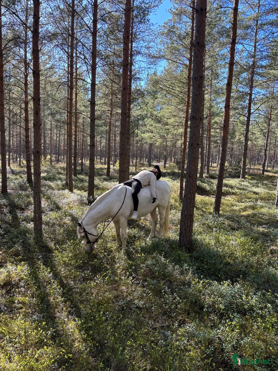 Allround hästar sökes: C ponny sökes  - Annons 1