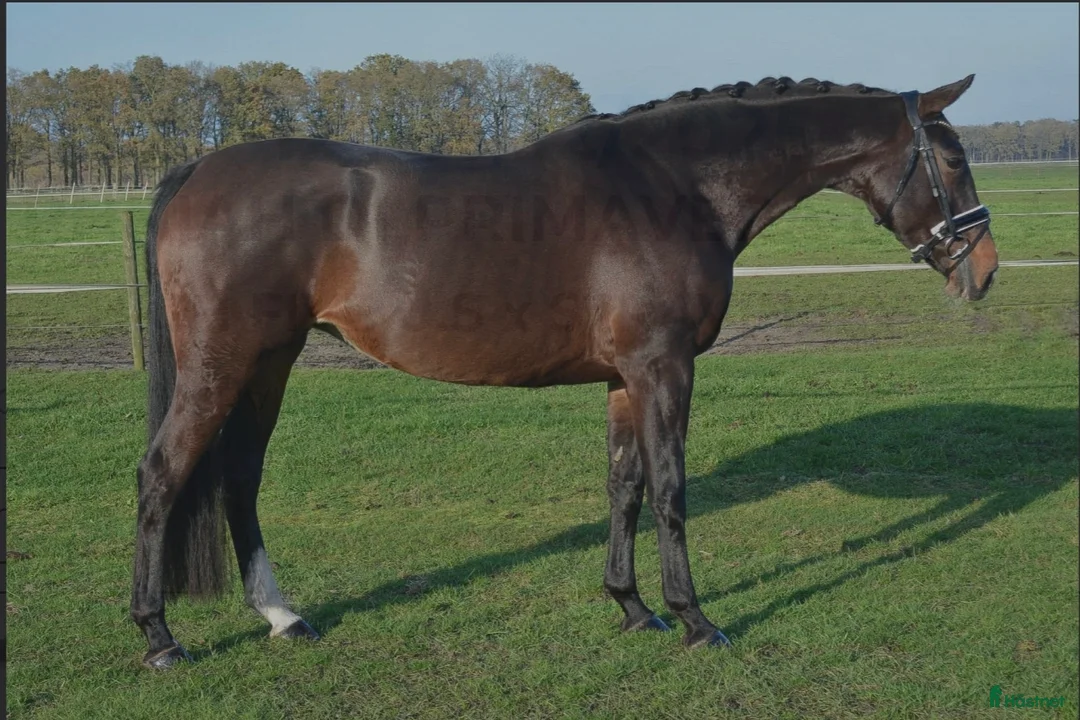 Hoppning hästar till salu: 🎀 Utvecklingsbart 6års sto ev byte - Annons 4