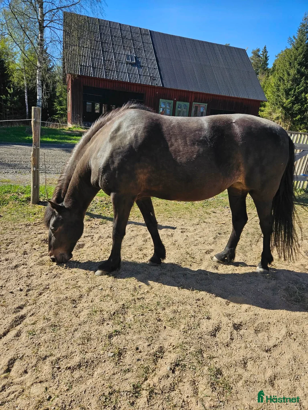 Allround hästar till salu: Basjkir i Knislinge - Annons 1