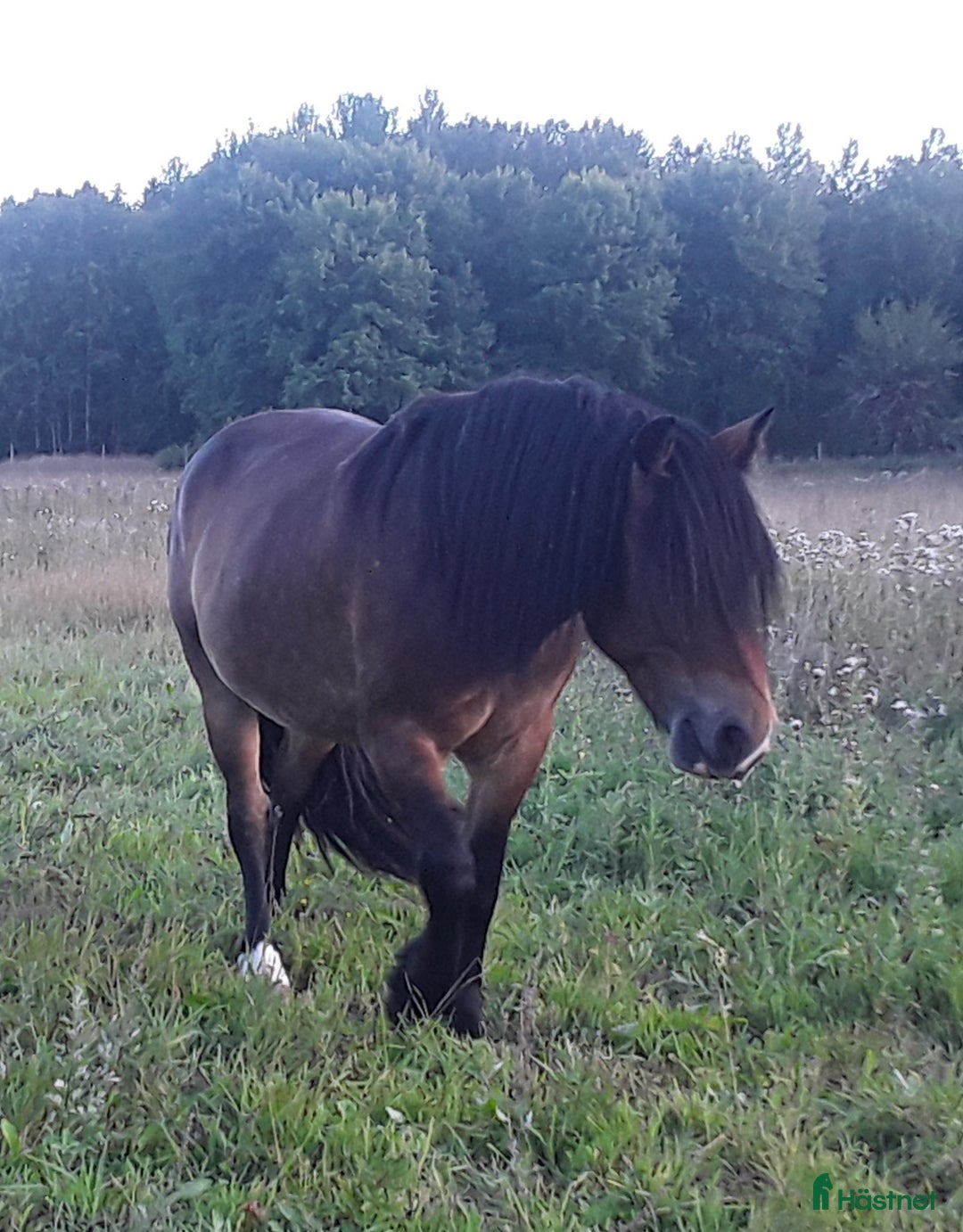 Allround hästar till salu: Nordsvensk valack i Rimbo - Annons 1