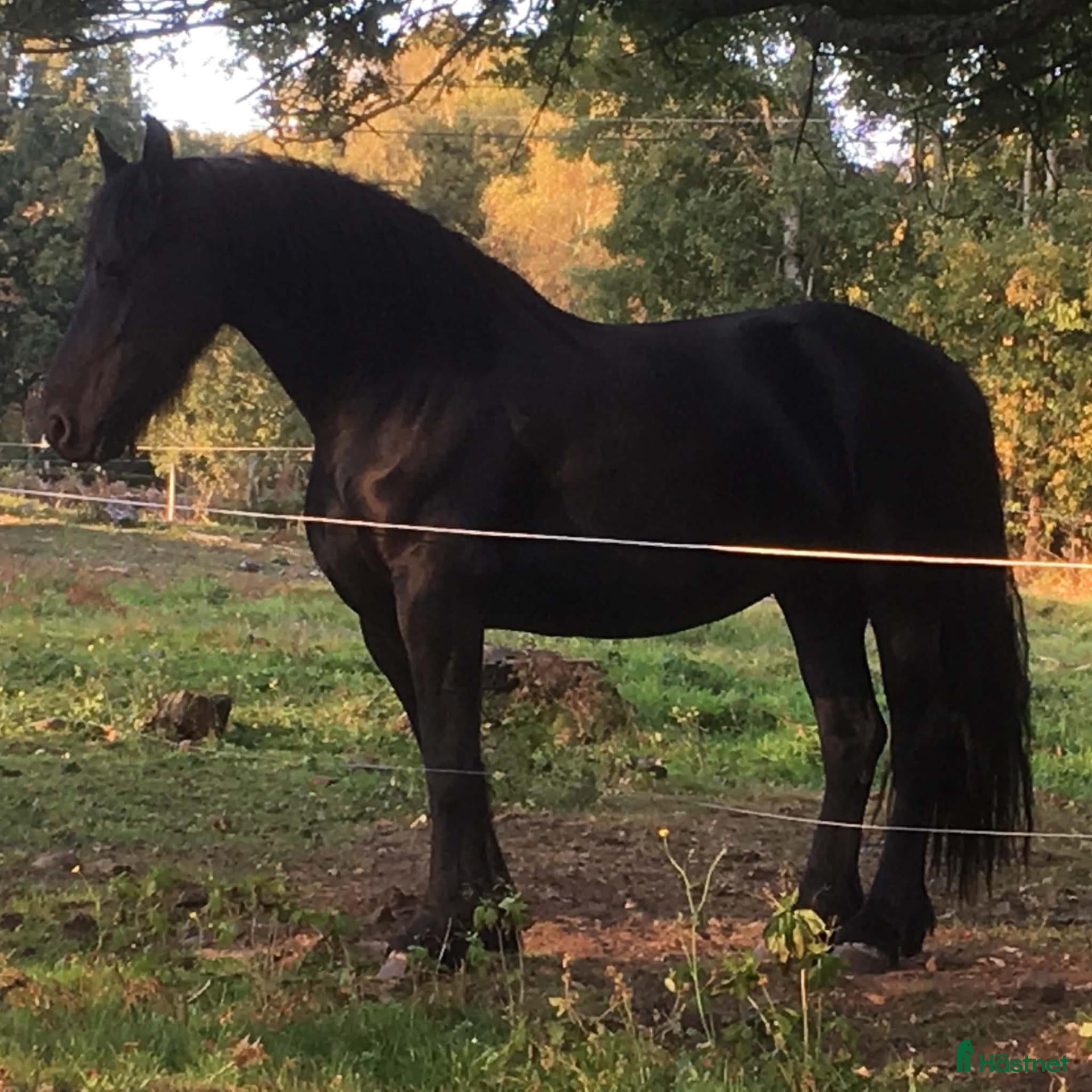  hästar Frieser med skinn på näsan! - Annons 2