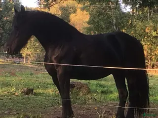 hästar Frieser med skinn på näsan! - Annons 2
