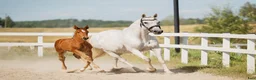 Hoppning hästar till salu: Fantastiskt hingst föl e Excelsior Optimus - Annons 3