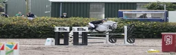 Hoppning hästar till salu: Top 138 showjumping pony Kyle Ace!  i Stockholm - Annons 3