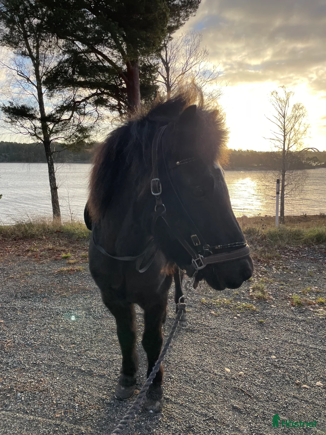 Island hästar till salu: Flott valack i Värmdö - Annons 3