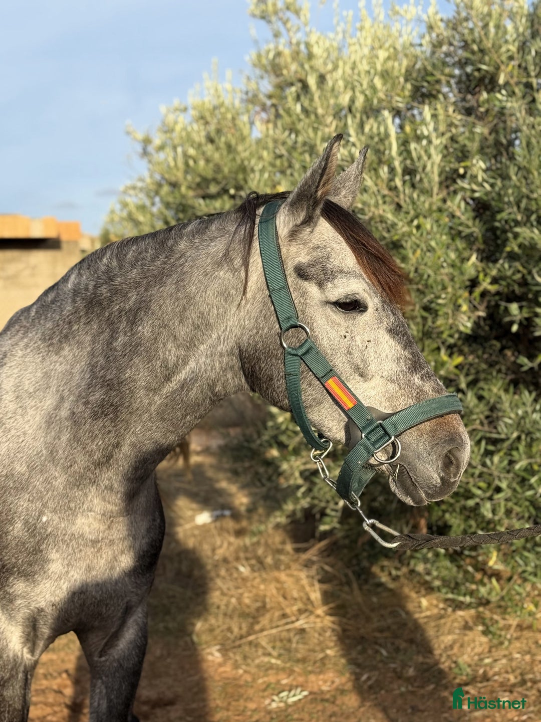 Dressyr hästar till salu: Talangfullt sto i Coín - Annons 8