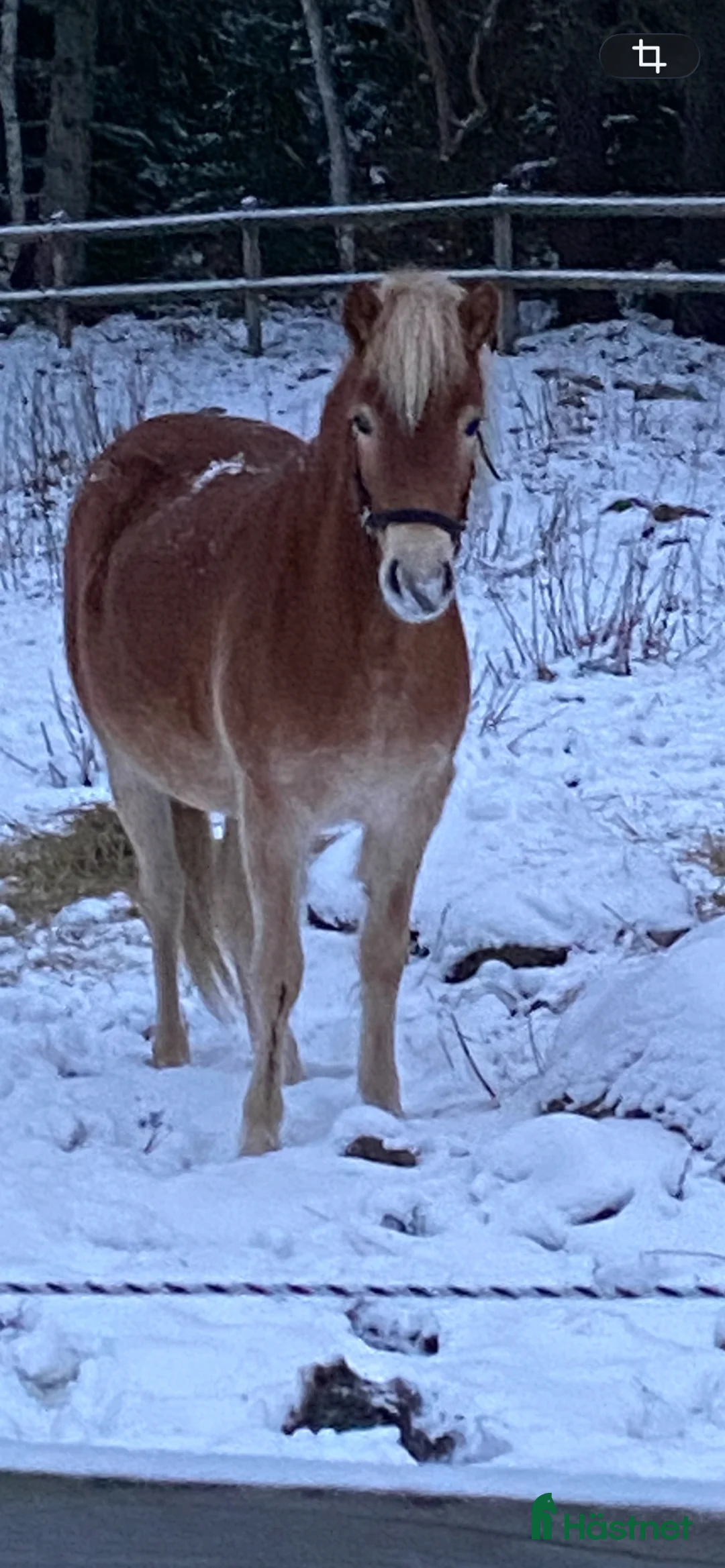 Allround hästar till salu: Fint Gotlandsruss  - Annons 2