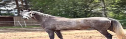 Hoppning hästar till salu: Talented and quick mare for showjumping! - Annons 3