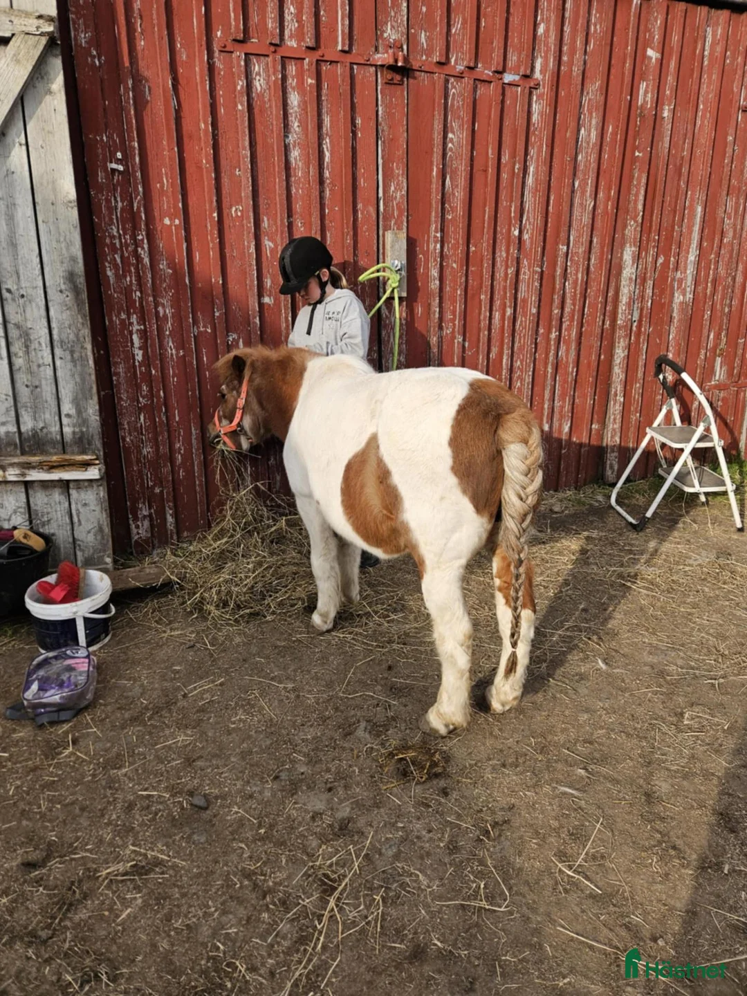  medryttarhäst finnes: Ponnyridning & ponnypyssel - Annons 2