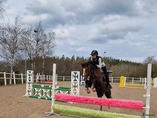 hästar Fantastisk ponny letar efter sin ryttare i Ödeshög - Annons 9