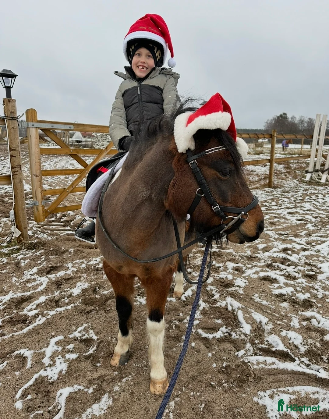 Allround hästar till salu: Den ultimata barnponnyn  - Annons 5