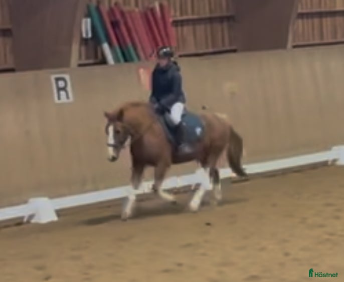  hästar Söker bästa vän❤️ - Annons 14