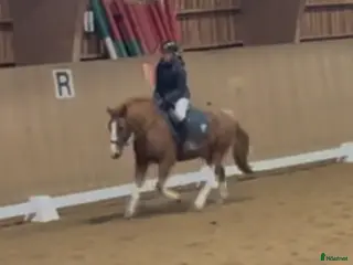 hästar Söker bästa vän❤️ - Annons 14