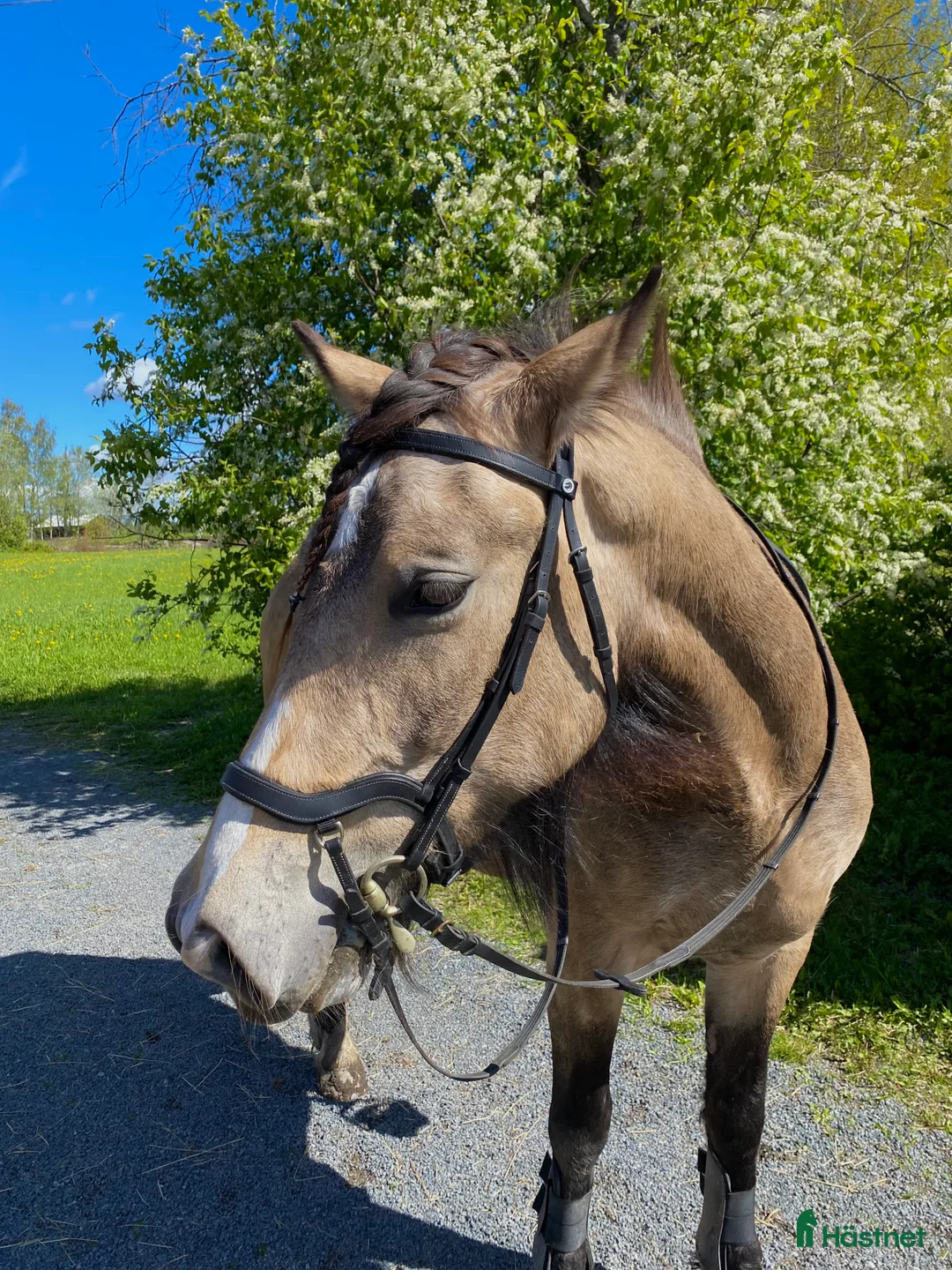 Allround hästar till salu: Charmigt sto för ridning/körning  i Östersund - Annons 10
