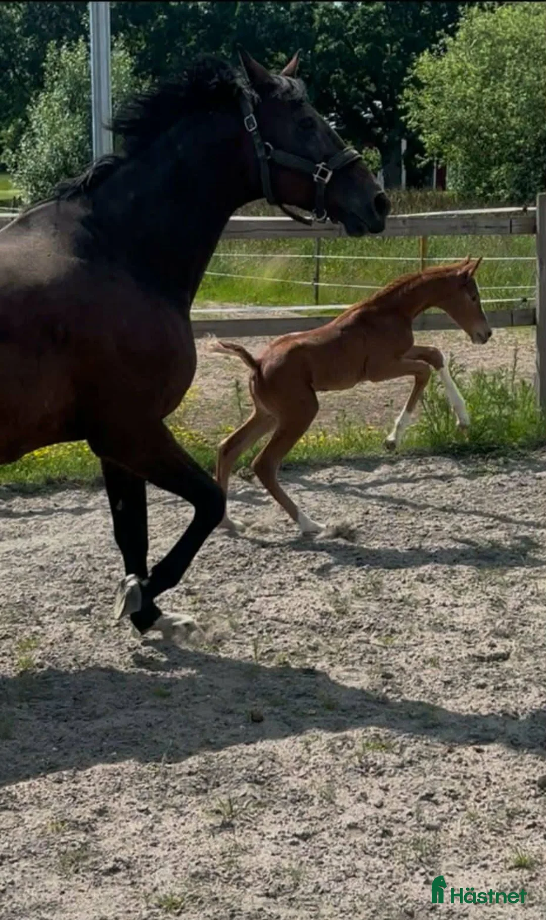 Hoppning hästar till salu: Finaste julklappen! i Hammarö - Annons 2
