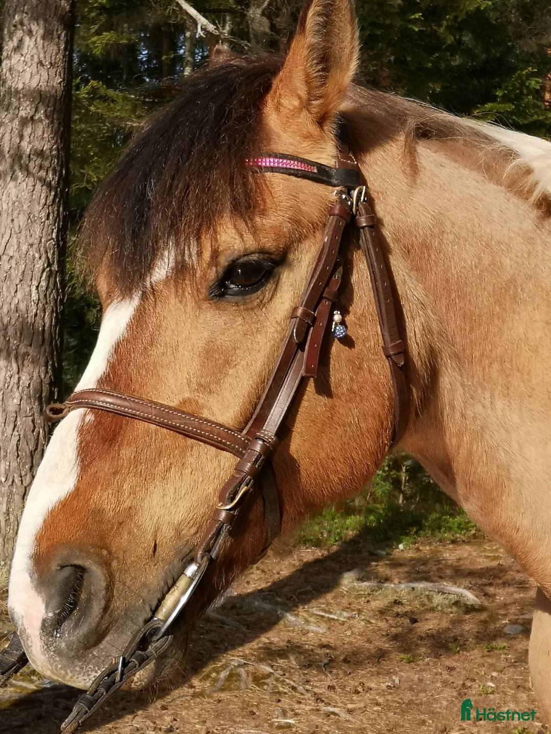 Allround hästar till salu: Läromästare Jordy i Rengsjö - Annons 3