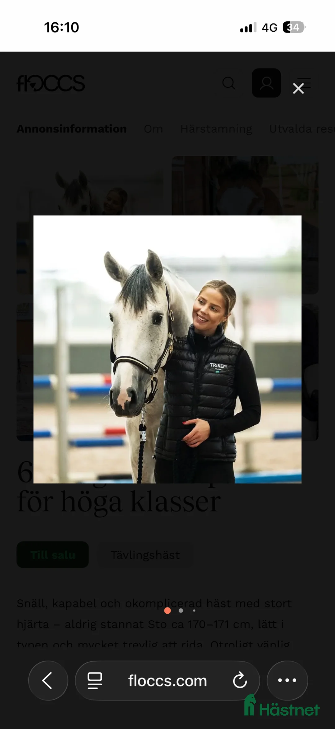 Hoppning hästar till salu: Hopphäst 6 år för höga klasser - Annons 1