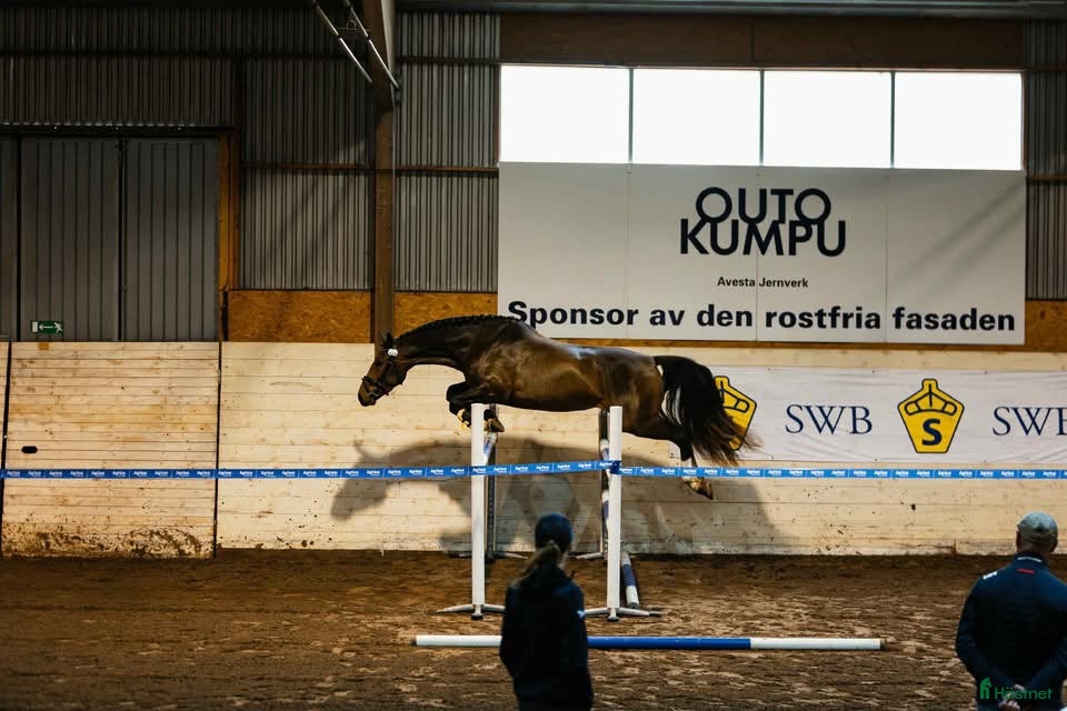  hästar Lovande 1 klass sto i Stora Skedvi - Annons 1