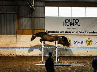 hästar Lovande 1 klass sto i Stora Skedvi - Annons 1