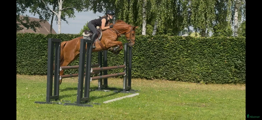  hästservice finnes: Plats för utbildning och träning av hästar i Allerum - Annons 3