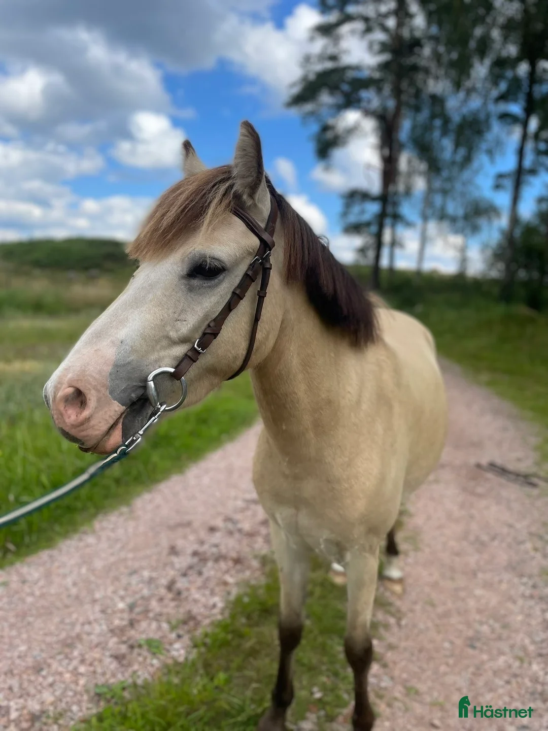 Allround hästar till salu: Bästa vän till salu - Annons 2