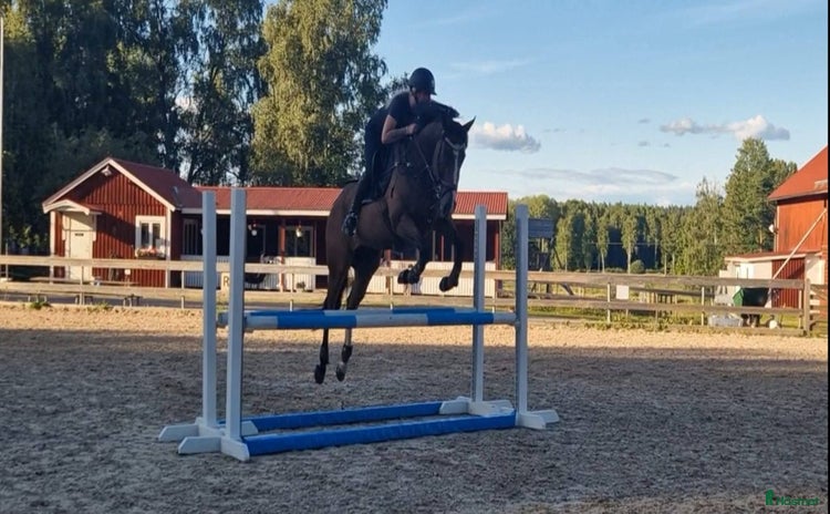 hästar i Kungsör - Annons 7