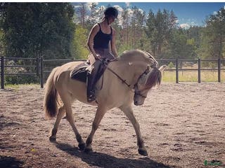 medryttarhäst finnes: Dressyr intresserad ryttare sökes till Fjording i Västerhaninge - Annons 5