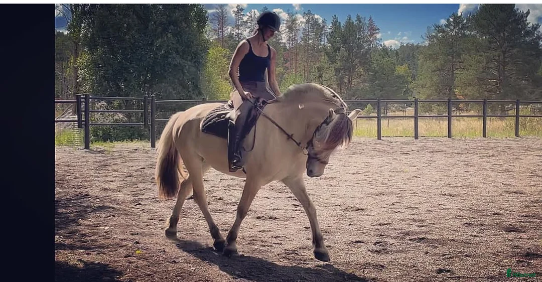  medryttarhäst finnes: Dressyr intresserad ryttare sökes till Fjording i Västerhaninge - Annons 1