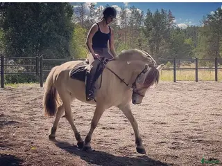 medryttarhäst finnes: Dressyr intresserad ryttare sökes till Fjording i Västerhaninge - Annons 11