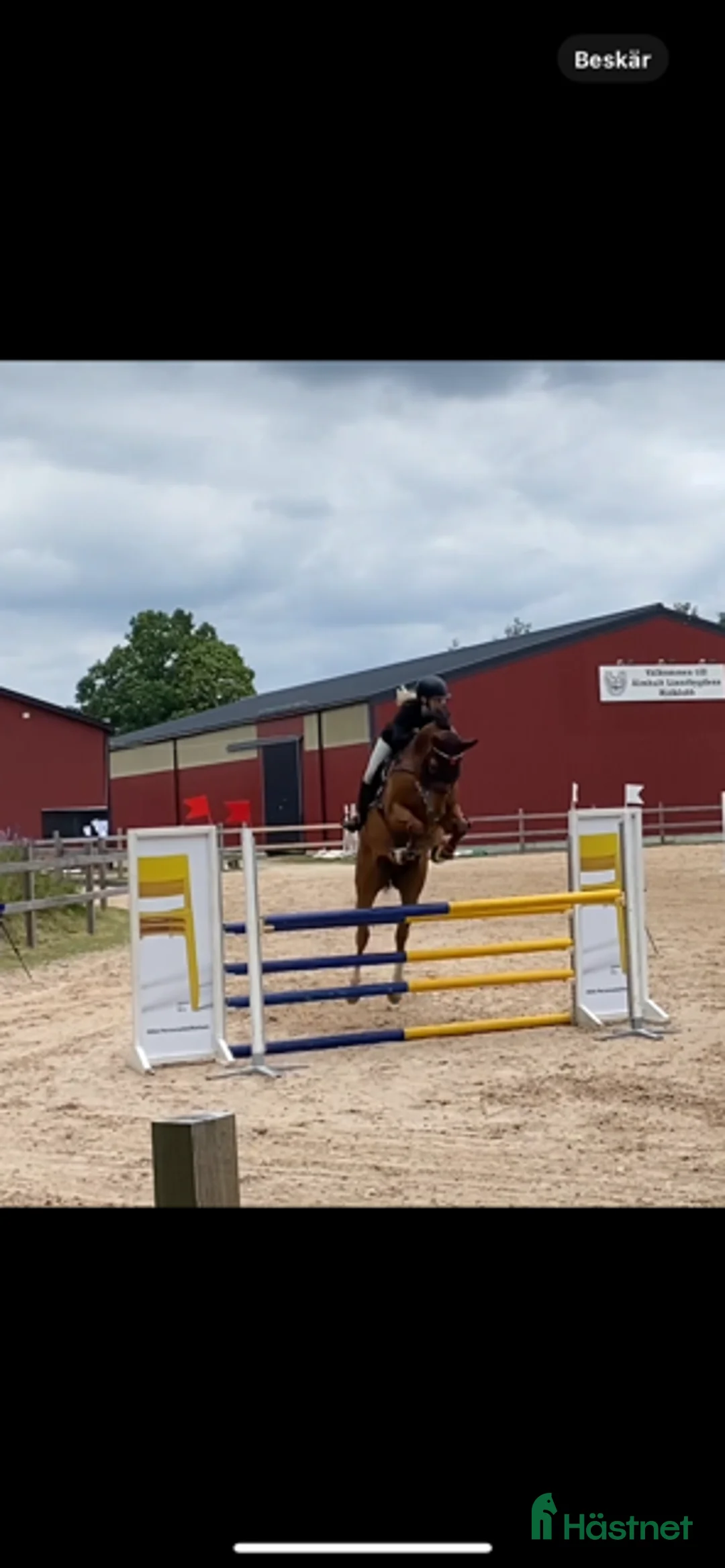  medryttarhäst finnes: Medryttare sökes - Annons 1