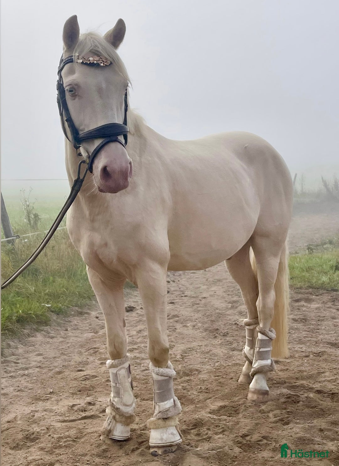 Allround hästar till salu: En riktig blickfångare  i Västerfärnebo - Annons 6