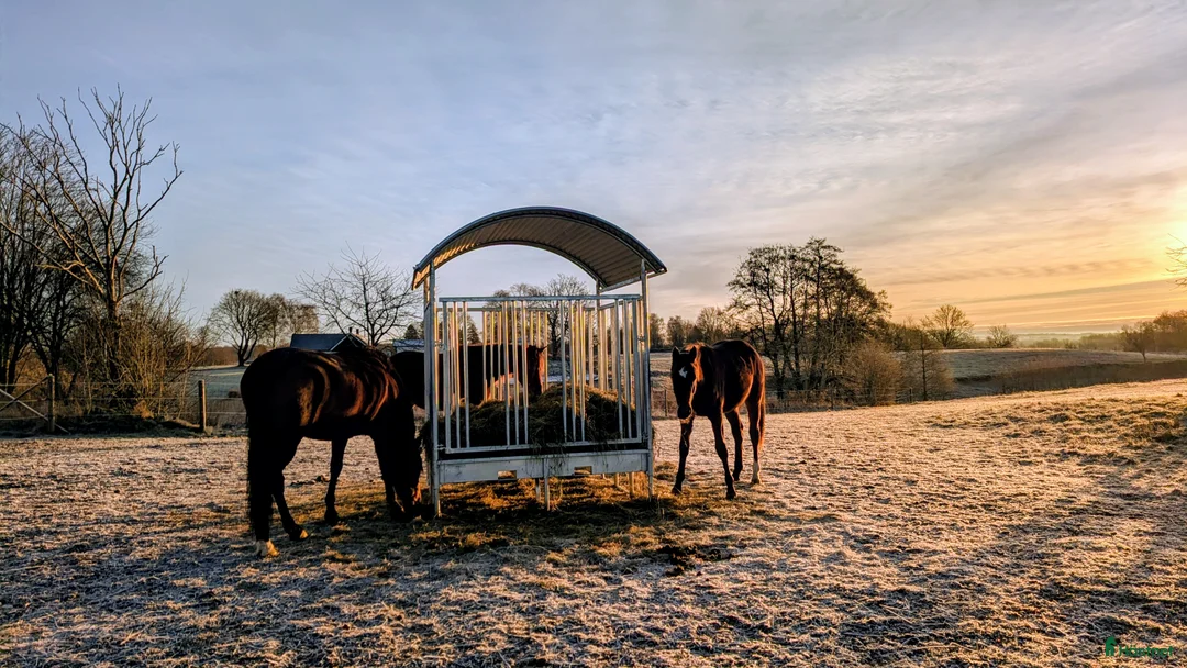  stallplats finnes: 1 ledig plats på underbar lösdrift  i Hörby - Annons 34