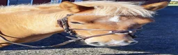  medryttarhäst finnes: Medryttare till B-ponny sökes - Annons 1
