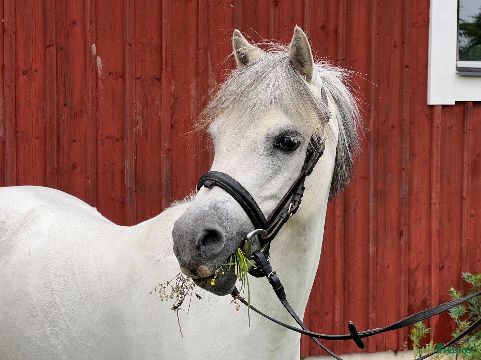  hästar Dröm ponnyn för alla ryttare - Annons 8