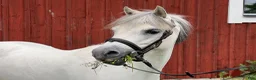 Allround hästar till salu: Dröm ponnyn för alla ryttare - Annons 1